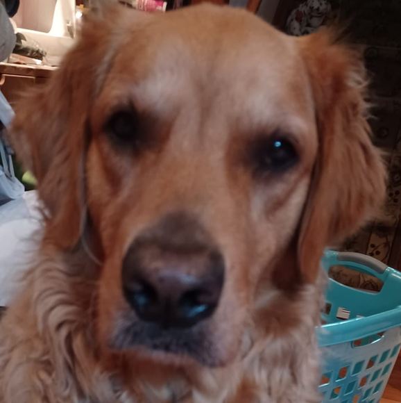 Meet your Posher, Chelsea - Picture 1 of 1